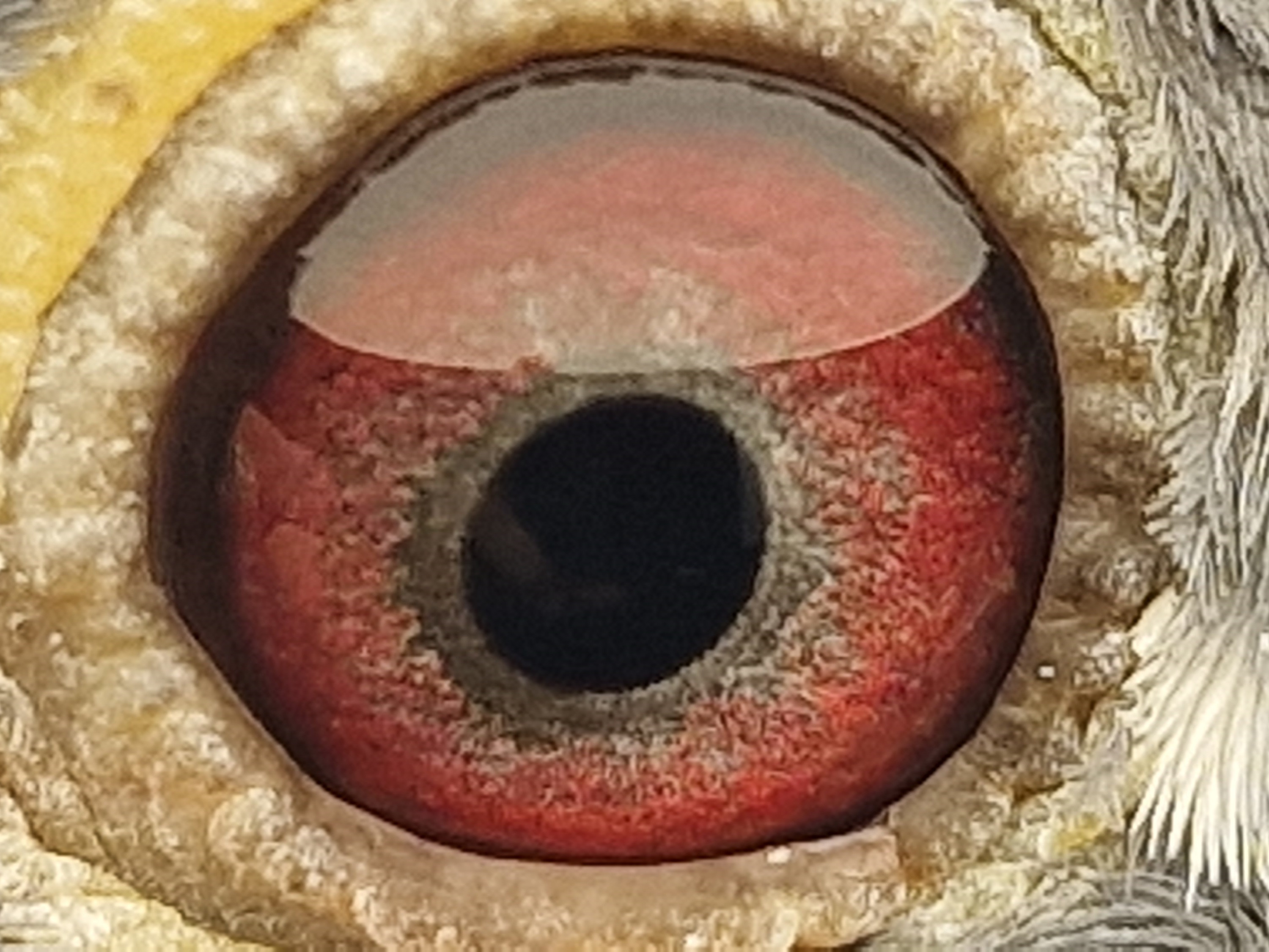 Pigeon eye
